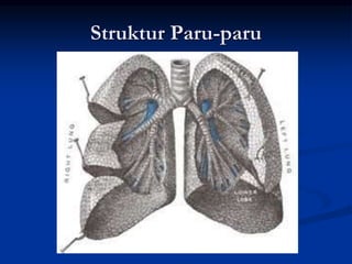Struktur Paru-paru
 