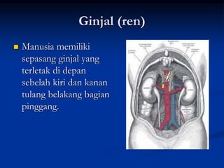 Ginjal (ren)
 Manusia memiliki
sepasang ginjal yang
terletak di depan
sebelah kiri dan kanan
tulang belakang bagian
pinggang.
 