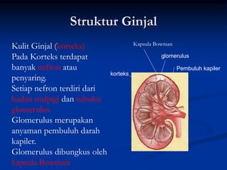 Struktur Ginjal
korteks
glomerulus
Pembuluh kapiler
Kulit Ginjal (korteks)
Pada Korteks terdapat
banyak nefron atau
penyaring.
Setiap nefron terdiri dari
badan malpigi dan tubulus
glomerulus.
Glomerulus merupakan
anyaman pembuluh darah
kapiler.
Glomerulus dibungkus oleh
kapsula Bowman
Kapsula Bowman
 