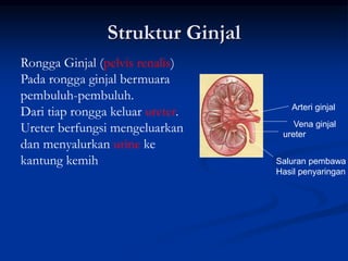 Struktur Ginjal
Arteri ginjal
Vena ginjal
ureter
Saluran pembawa
Hasil penyaringan
Rongga Ginjal (pelvis renalis)
Pada rongga ginjal bermuara
pembuluh-pembuluh.
Dari tiap rongga keluar ureter.
Ureter berfungsi mengeluarkan
dan menyalurkan urine ke
kantung kemih
 