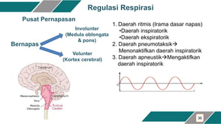 Human Anatomy and Physiology of Respiratory System | PDF