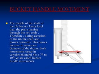 Biomehanics of thoracic spine.ppt