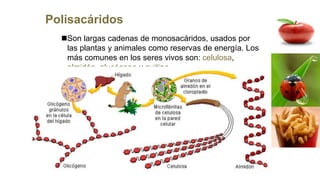 Polisacáridos
Son largas cadenas de monosacáridos, usados por
las plantas y animales como reservas de energía. Los
más comunes en los seres vivos son: celulosa,
almidón, glucógeno y quitina.
 