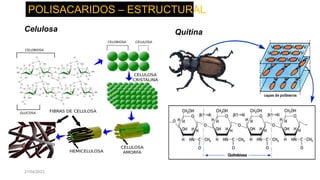 21/04/2023
Celulosa Quitina
POLISACARIDOS – ESTRUCTURAL
 