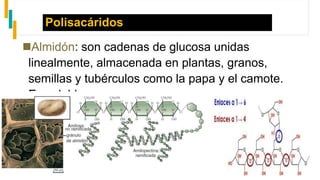 Polisacáridos
Almidón: son cadenas de glucosa unidas
linealmente, almacenada en plantas, granos,
semillas y tubérculos como la papa y el camote.
Es soluble en agua.
 