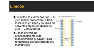 Lípidos
Biomoléculas formadas por C, H
y en menor proporción O. Son
insolubles en agua y solubles en
solventes orgánicos (benceno,
eter y cloroformo)
Dan la energía de
almacenamiento o de
mantenimiento (9 Cal/gr). Son
formadores estructurales de las
membranas.
 