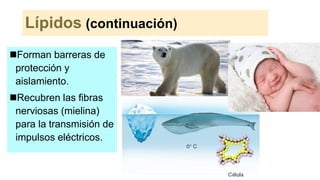 Lípidos (continuación)
Forman barreras de
protección y
aislamiento.
Recubren las fibras
nerviosas (mielina)
para la transmisión de
impulsos eléctricos.
 