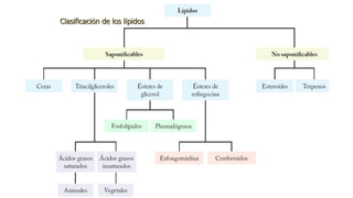 Clasificación de los lípidos
 