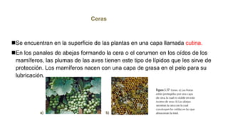 Ceras
Se encuentran en la superficie de las plantas en una capa llamada cutina.
En los panales de abejas formando la cera o el cerumen en los oídos de los
mamíferos, las plumas de las aves tienen este tipo de lípidos que les sirve de
protección. Los mamíferos nacen con una capa de grasa en el pelo para su
lubricación.
a) b)
 