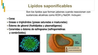 Lípidos saponificables
Son los lípidos que forman jabones cuando reaccionan con
sustancias alcalinas como KOH y NaOH. Incluyen:
• Ceras
• Grasas o triglicéridos (grasas saturadas e insaturadas)
• Ésteres de glicerol (fosfolípidos y plasmalógenos)
• Ceramidas o ésteres de esfingosina (esfingomielinas
y cerebrósidos)
 