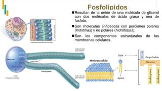Fosfolípidos
Resultan de la unión de una molécula de glicerol
con dos moléculas de ácido graso y una de
fosfato.
Son moléculas anfipáticas con porciones polares
(hidrófilas) y no polares (hidrófobas).
Son los componentes estructurales de las
membranas celulares.
 