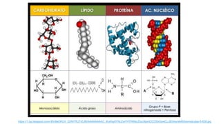 https://1.bp.blogspot.com/-BVdleOKUV_Q/Wr7RJT-EJ6I/AAAAAAAAC_8/uKky8YNLEwYHTWlNzJDuU6psV2COSxGywCLcBGAs/s640/biomolculas-5-638.jpg
 