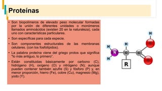 Proteínas
• Son biopolímeros de elevado peso molecular formadas
por la unión de diferentes unidades o monómeros
llamados aminoácidos (existen 20 en la naturaleza), cada
uno con características particulares.
• Son específicas para cada especie.
• Son componentes estructurales de las membranas
celulares. (con los fosfolípidos).
• La palabra proteína viene del griego protos que significa
"lo más antiguo, lo primero”.
• Están constituidas básicamente por carbono (C),
hidrógeno (H), oxígeno (O) y nitrógeno (N); aunque
pueden contener también azufre (S) y fósforo (P) y, en
menor proporción, hierro (Fe), cobre (Cu), magnesio (Mg),
yodo (Y).
 