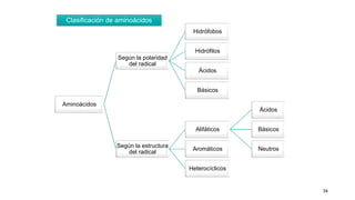 34
Aminoácidos
Según la polaridad
del radical
Hidrófobos
Hidrófilos
Ácidos
Básicos
Según la estructura
del radical
Alifáticos
Ácidos
Básicos
Neutros
Aromáticos
Heterocíclicos
Clasificación de aminoácidos
 