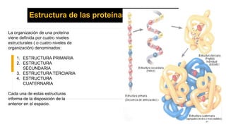 La organización de una proteína
viene definida por cuatro niveles
estructurales ( o cuatro niveles de
organización) denominados:
1. ESTRUCTURA PRIMARIA
2. ESTRUCTURA
SECUNDARIA
3. ESTRUCTURA TERCIARIA
4. ESTRUCTURA
CUATERNARIA
Cada una de estas estructuras
informa de la disposición de la
anterior en el espacio.
Estructura de las proteínas
37
 