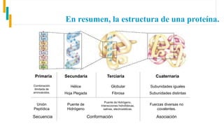 En resumen, la estructura de una proteína.
Primaria Secundaria Terciaria Cuaternaria
Secuencia Conformación Asociación
Hélice
Hoja Plegada
Globular
Fibrosa
Subunidades iguales
Subunidades distintas
Combinación
ilimitada de
aminoácidos.
Unión
Peptídica
Puente de
Hidrógeno
Puente de Hidrógeno,
Interacciones hidrofóbicas,
salinas, electrostáticas.
Fuerzas diversas no
covalentes.
 