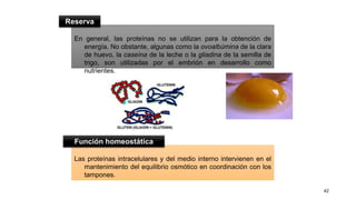 42
En general, las proteínas no se utilizan para la obtención de
energía. No obstante, algunas como la ovoalbúmina de la clara
de huevo, la caseína de la leche o la gliadina de la semilla de
trigo, son utilizadas por el embrión en desarrollo como
nutrientes.
Las proteínas intracelulares y del medio interno intervienen en el
mantenimiento del equilibrio osmótico en coordinación con los
tampones.
Reserva
Función homeostática
 