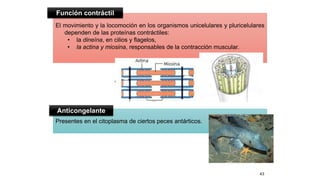 Presentes en el citoplasma de ciertos peces antárticos.
El movimiento y la locomoción en los organismos unicelulares y pluricelulares
dependen de las proteínas contráctiles:
• la dineína, en cilios y flagelos,
• la actina y miosina, responsables de la contracción muscular.
43
Anticongelante
Función contráctil
 