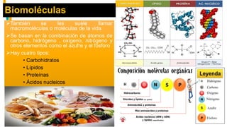 Biomoléculas
También se les suele llamar
macromoléculas o moléculas de la vida.
Se basan en la combinación de átomos de
carbono, hidrógeno , oxígeno, nitrógeno y
otros elementos como el azufre y el fósforo
Hay cuatro tipos:
• Carbohidratos
• Lípidos
• Proteínas
• Ácidos nucleicos
 