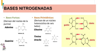 BASES NITROGENADAS
 