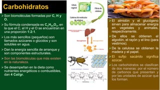 Carbohidratos
Son biomoléculas formadas por C, H y
O.
Su fórmula condensada es CnH2nOn, en
la que el C, el H y el O se encuentran en
una proporción 1:2:1.
Los más sencillos (pequeños) son
llamados azúcares o glúcidos y son
solubles en agua.
Dan la energía sencilla de arranque y
son componentes estructurales.
Son las biomoléculas que más existen
en la naturaleza.
Se desempeñan en la dieta como
nutrientes energéticos o combustibles,
dan 4 Cal/gr.
El almidón y el glucógeno
sirven para almacenar energía
en vegetales y animales,
respectivamente.
De ellos se obtienen el
algodón, el rayón y el lino (para
vestirnos).
De la celulosa se obtienen la
madera y el papel.
El sufijo sacárido significa
azúcar.
Los carbohidratos se clasifican
de dos maneras: por el número
de carbonos que presentan y
por las unidades de azúcar que
los forman.
 