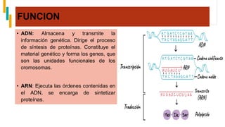 FUNCION
• ADN: Almacena y transmite la
información genética. Dirige el proceso
de síntesis de proteínas. Constituye el
material genético y forma los genes, que
son las unidades funcionales de los
cromosomas.
• ARN: Ejecuta las órdenes contenidas en
el ADN, se encarga de sintetizar
proteínas.
 