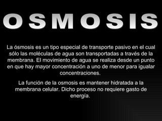 OSMOSIS La ósmosis es un tipo especial de transporte pasivo en el cual sólo las moléculas de agua son transportadas a través de la membrana. El movimiento de agua se realiza desde un punto en que hay mayor concentración a uno de menor para igualar concentraciones.  La función de la osmosis es mantener hidratada a la membrana celular. Dicho proceso no requiere gasto de energía.  