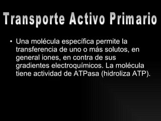 Una molécula específica permite la transferencia de uno o más solutos, en general iones, en contra de sus gradientes electroquímicos. La molécula tiene actividad de ATPasa (hidroliza ATP).  Transporte Activo Primario 