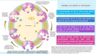 A concentração de Na+ é mais baixa dentro
da célula do que no ambiente extracelular.
A concentração de K+ é mais alta dentro da
célula do que no ambiente extracelular.
O Na+ entra na célula e o K+ sai da célula,
porque os solutos tendem a se manter em
equilíbrios de concentração.
A célula precisa manter as diferenças de
concentração entre os dois íons. O
Na+ precisa se manter em baixa concentração
dentro da célula e o K+ em alta concentração.
BOMBA DE SÓDIO E POTÁSSIO
https://www.youtube.com/watch?v=8hZGeVrjRyg
https://www.youtube.com/watch?v=x91KdZ83lRo
 
