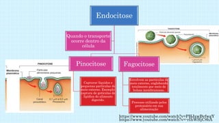 Endocitose
Pinocitose
Capturar líquidos e
pequenas partículas do
meio externo. Exemplo:
captura de gotículas de
lipídios do alimento
digerido.
Fagocitose
Envolvem as partículas do
meio externo, englobando
totalmente por meio de
bolsas membranosas.
Processo utilizado pelos
protozoário em sua
alimentação
Quando o transporte
ocorre dentro da
célula
https://www.youtube.com/watch?v=PHJxwBvfwgY
https://www.youtube.com/watch?v=-rIhWHjC8bA
 