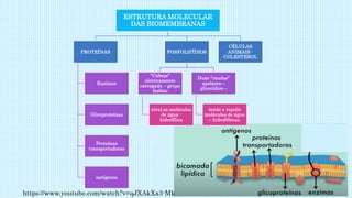ESTRUTURA MOLECULAR
DAS BIOMEMBRANAS
PROTEÍNAS
Enzimas
Glicoproteínas
Proteínas
transportadoras
antígenos
FOSFOLIPÍDIOS
“Cabeça”
eletricamente
carregada – grupo
fosfato
atrai as moléculas
de água -
hidrofílica
Duas “caudas”
apolares –
glicerídios –
tende a repelir
moléculas de água
– hidrofóbicas.
CÉLULAS
ANIMAIS -
COLESTEROL
https://www.youtube.com/watch?v=qJXAkXa3-Mk
 