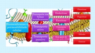 Biomembranas e
permeabilidade
celular
Transporte em
bolsas
membranosas
Endocitose
Pinocitose
Fagocitose
Exocitose
Transporte
ativo
Consomem
energia.
Transporte
passivo
Sem gasto de
energia pela célula
Difusão
Osmose
 