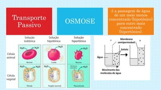Transporte
Passivo
OSMOSE
é a passagem de água
de um meio menos
concentrado (hipotônico)
para outro mais
concentrado
(hipertônico).
 