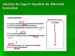 efectos de ingerir liquidos de diferente
tonicidad




                       intersti
                       cial



   al LIC
 