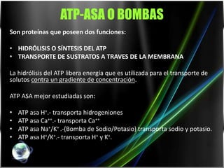 ATP-ASA O BOMBAS
Son proteínas que poseen dos funciones:

• HIDRÓLISIS O SÍNTESIS DEL ATP
• TRANSPORTE DE SUSTRATOS A TRAVES DE LA MEMBRANA

La hidrólisis del ATP libera energía que es utilizada para el transporte de
solutos contra un gradiente de concentración.

ATP ASA mejor estudiadas son:

•   ATP asa H+.- transporta hidrogeniones
•   ATP asa Ca++.- transporta Ca++
•   ATP asa Na+/K+ .-(Bomba de Sodio/Potasio) transporta sodio y potasio.
•   ATP asa H+/K+.- transporta H+ y K+.
 