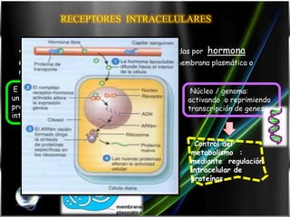 RECEPTORES INTRACELULARES


  •Están ubicados dentro de la célula y son utilizadas por   hormona
  esteroideas       que penetran con facilidad la membrana plasmática o
  nuclear.

 E interactúa con           Complejo                  Núcleo / genoma:
un receptor                 hormona-                 activando o reprimiendo
proteico                   receptor                  transcripción de genes
intracelular


                                                       Control del
                                                      metabolismo :
                                                      mediante regulación
                                                      intracelular de
                                                      proteínas
 