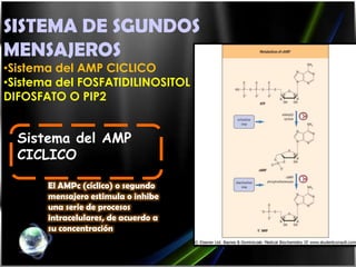 SISTEMA DE SGUNDOS
MENSAJEROS
•Sistema del AMP CICLICO
•Sistema del FOSFATIDILINOSITOL
DIFOSFATO O PIP2


  Sistema del AMP
  CICLICO

       El AMPc (cíclico) o segundo
       mensajero estimula o inhibe
       una serie de procesos
       intracelulares, de acuerdo a
       su concentración
 