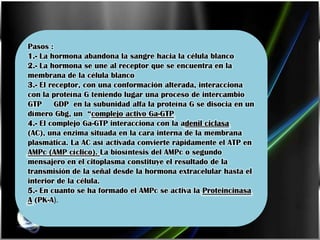 Pasos :
1.- La hormona abandona la sangre hacia la célula blanco
2.- La hormona se une al receptor que se encuentra en la
membrana de la célula blanco
3.- El receptor, con una conformación alterada, interacciona
con la proteína G teniendo lugar una proceso de intercambio
GTP GDP en la subunidad alfa la proteína G se disocia en un
dímero Gbg, un “complejo activo Ga-GTP
4.- El complejo Ga-GTP interacciona con la adenil ciclasa
(AC), una enzima situada en la cara interna de la membrana
plasmática. La AC así activada convierte rápidamente el ATP en
AMPc (AMP cíclico). La biosíntesis del AMPc o segundo
mensajero en el citoplasma constituye el resultado de la
transmisión de la señal desde la hormona extracelular hasta el
interior de la célula.
5.- En cuanto se ha formado el AMPc se activa la Proteincinasa
A (PK-A).
 