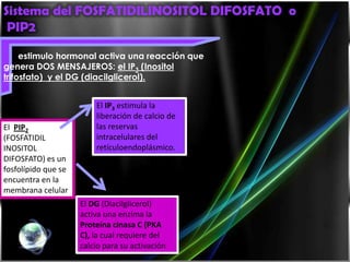 Sistema del FOSFATIDILINOSITOL DIFOSFATO o
 PIP2

     estimulo hormonal activa una reacción que
genera DOS MENSAJEROS: el IP3 (Inositol
trifosfato) y el DG (diacilglicerol).


                         El IP3 estimula la
                         liberación de calcio de
El PIP2                  las reservas
(FOSFATIDIL              intracelulares del
INOSITOL                 retículoendoplásmico.
DIFOSFATO) es un
fosfolípido que se
encuentra en la
membrana celular
                     El DG (Diacilglicerol)
                     activa una enzima la
                     Proteína cinasa C (PKA
                     C), la cual requiere del
                     calcio para su activación
 