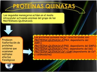 PROTEÍNAS QUINASAS
 Los segundos mensajeros actúan en el medio
intracelular activando enzimas del grupo de las
PROTEINAS QUINASAS




                            Las proteínas quinasas mejor caracterizadas son:
Producen                    PROTEINA QUINASA A (PKA, dependiente del
fosforilación de            AMPc)
proteínas                   PROTEINA QUINASA G (PKG, dependiente del GMPc)
celulares que               PROTEINA QUINASA C (PKC, dependiente del DG)
ocasionan                   PROTEINA QUINASA Ca2+/CaM (dependiente de Ca2+
múltiples                   y caldmodulina)
efectos
fisiológicos
 