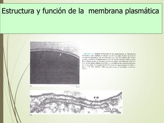 Estructura y función de la membrana plasmática
 