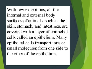With few exceptions, all the
internal and external body
surfaces of animals, such as the
skin, stomach, and intestines, are
covered with a layer of epithelial
cells called an epithelium. Many
epithelial cells transport ions or
small molecules from one side to
the other of the epithelium.
 