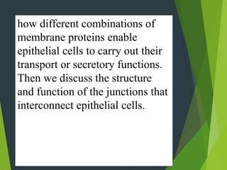 how different combinations of
membrane proteins enable
epithelial cells to carry out their
transport or secretory functions.
Then we discuss the structure
and function of the junctions that
interconnect epithelial cells.
 