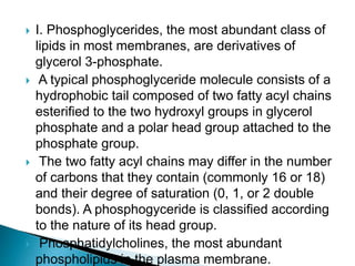  I. Phosphoglycerides, the most abundant class of
lipids in most membranes, are derivatives of
glycerol 3-phosphate.
 A typical phosphoglyceride molecule consists of a
hydrophobic tail composed of two fatty acyl chains
esterified to the two hydroxyl groups in glycerol
phosphate and a polar head group attached to the
phosphate group.
 The two fatty acyl chains may differ in the number
of carbons that they contain (commonly 16 or 18)
and their degree of saturation (0, 1, or 2 double
bonds). A phosphogyceride is classified according
to the nature of its head group.
 Phosphatidylcholines, the most abundant
phospholipids in the plasma membrane.
 