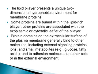  The lipid bilayer presents a unique two-
dimensional hydrophobic environment for
membrane proteins.
 Some proteins are buried within the lipid-rich
bilayer; other proteins are associated with the
exoplasmic or cytosolic leaflet of the bilayer.
 Protein domains on the extracellular surface of
the plasma membrane generally bind to other
molecules, including external signaling proteins,
ions, and small metabolites (e.g., glucose, fatty
acids), and to adhesion molecules on other cells
or in the external environment
 