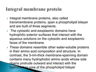 Integral membrane proteins, also called
transmembrane proteins, span a phospholipid bilayer
and are built of three segments.
 The cytosolic and exoplasmic domains have
hydrophilic exterior surfaces that interact with the
aqueous solutions on the cytosolic and exoplasmic
faces of the membrane.
 These domains resemble other water-soluble proteins
in their amino acid composition and structure. In
contrast, the 3-nm-thick membrane-spanning domain
contains many hydrophobic amino acids whose side
chains protrude outward and interact with the
hydrocarbon core of the phospholipid bilayer
 