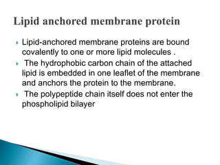  Lipid-anchored membrane proteins are bound
covalently to one or more lipid molecules .
 The hydrophobic carbon chain of the attached
lipid is embedded in one leaflet of the membrane
and anchors the protein to the membrane.
 The polypeptide chain itself does not enter the
phospholipid bilayer
 