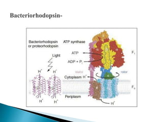 Biomembrane basic