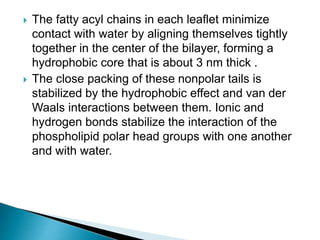  The fatty acyl chains in each leaflet minimize
contact with water by aligning themselves tightly
together in the center of the bilayer, forming a
hydrophobic core that is about 3 nm thick .
 The close packing of these nonpolar tails is
stabilized by the hydrophobic effect and van der
Waals interactions between them. Ionic and
hydrogen bonds stabilize the interaction of the
phospholipid polar head groups with one another
and with water.
 