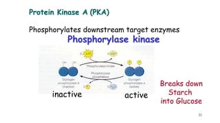 Biomembrane Signaling Transduction | PPTX